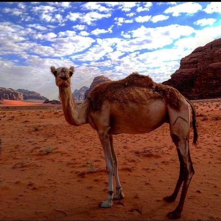 Wadi Rum Local Guide Camp Kültér fotó